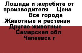 Лошади и жеребята от производителя. › Цена ­ 120 - Все города Животные и растения » Другие животные   . Самарская обл.,Чапаевск г.